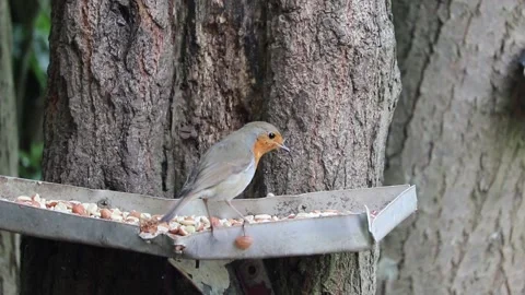 Cute robin red breast on a bird feeder Video stock 154309279