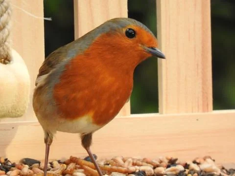 Cute robin on seed tray Stock Photos