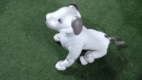 Cute robot dog executes commands. Stock-Footage 124620507
