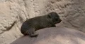 Cute Rock Hyrax sitting and relaxing close up on sunny rock 4k or 4k+ Resolution
