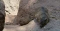 Cute Rock Hyrax sitting and relaxing close up on sunny rock 4k or 4k+ Resolution