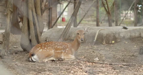 Cute roe deer resting on the ground in a zoo - slow motion Stock Footage 203153634