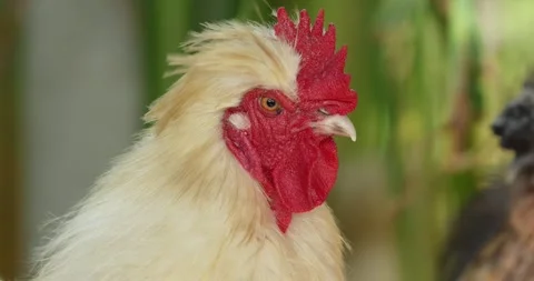 Cute rooster cockerel chicken looking at camera with curiosity. Stock Footage 279543852