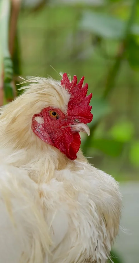 Cute rooster cockerel chicken looking at camera with curiosity. Stock Footage 281568111