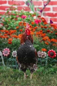 Cute rooster crowing on the farm. Stock Photos