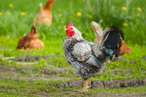 Cute rooster crowing on the farm.... Stock Photos