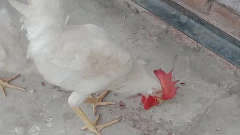 Cute Rooster Enjoying a Fresh and Peaceful Morning Breakfast Stock Footage 346428013