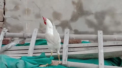 Cute Rooster Standing Directly in Front of the Camera Stock Footage 346339211