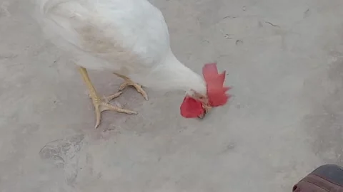 Cute Rooster Standing on the Ground in a Natural Setting Stock Footage 346568351