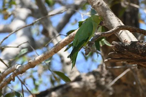 A cute rose ringed parrot Foto stock