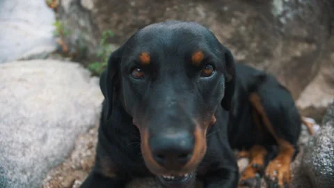 Cute Rottweiler dog close-up while sitting down on a rock. Stock Footage 141739228