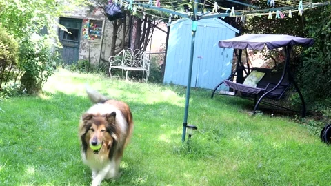 A Cute Rough Collie Playing Fetch 스톡 동영상 138044004