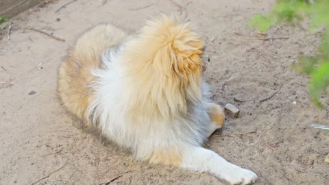 Cute Rough Collie Puppy laying on ground... | Stock Video | Pond5