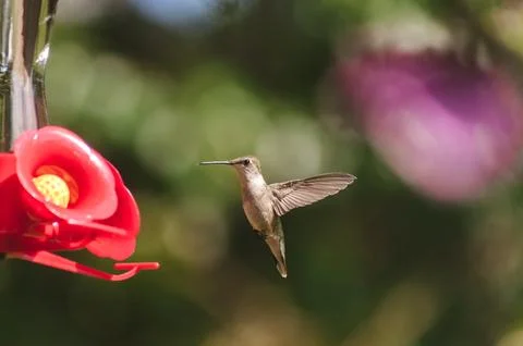 Cute Ruby-Throated Hummingbird Stock Photos