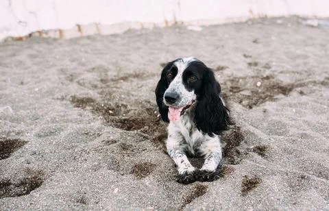 Cute Russian cocker spaniel playing on the sand on the beach by the sea Stock Photos