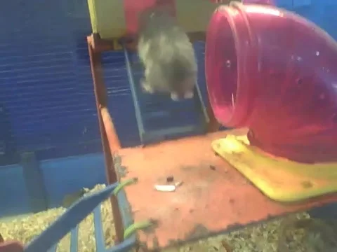 Cute russian dwarf hamster walks up the stairs and enter in the house! Stock Footage 166426432