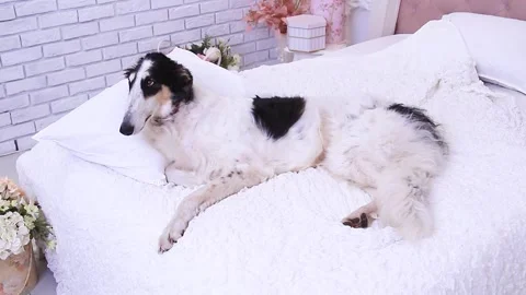 A cute Russian Greyhound lies on a white blanket on a bed Stock Footage 338009987