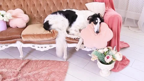A cute Russian greyhound is sleeping sweetly on a bed Stock Footage 338009993
