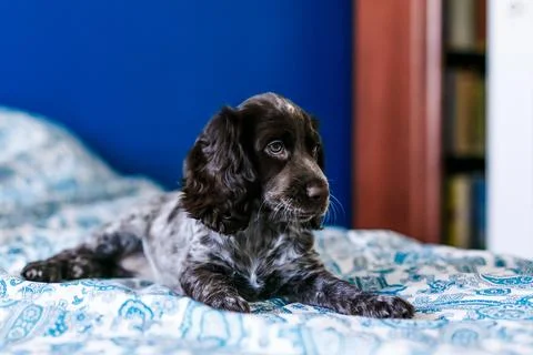 Cute russian springer spaniel on bed indoors. Foto stock