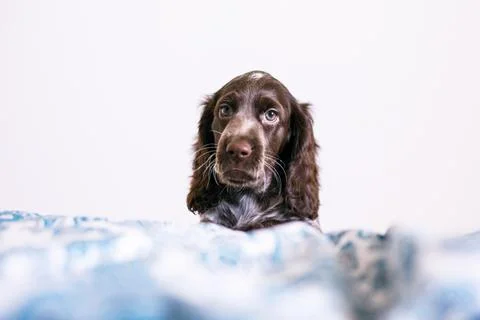 Cute russian springer spaniel on bed indoors. Stock Photos