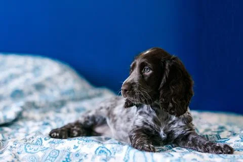 Cute russian springer spaniel on bed indoors. Stock Photos