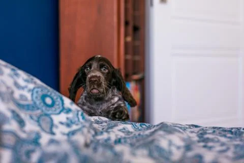 Cute russian springer spaniel on bed indoors. Stock Photos