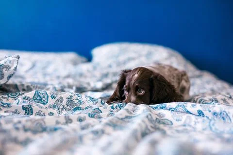 Cute russian springer spaniel on bed indoors. Stock Photos