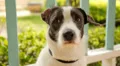 Cute Sad Dog Missing Outdoors. Waiting for the Owner. Close up Portrait. Slow HD Footage