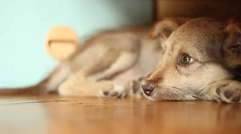 Cute sad mongrel lying on the floor, close-up Stock Footage 40076561