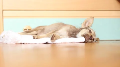 Cute sad mongrel lying on its side on the floor Stock Footage 40076682
