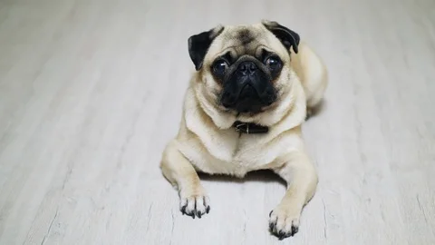 Cute sad pug dog lying on the laminate floor, looking at camera Stock Footage 99096767
