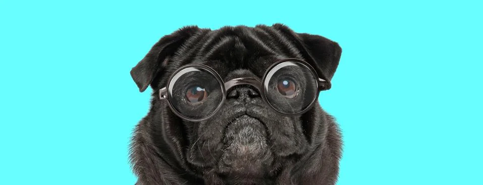 Cute sad Pug dog wearing eyeglasses, looking at camera Stock Photos