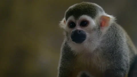 Cute saimiri is looking interesting 스톡 동영상 137097355