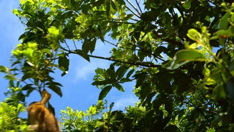 Cute saimiri monkey eat in green jungle. Japan, Ishigaki Island Park Stock Footage 124768901