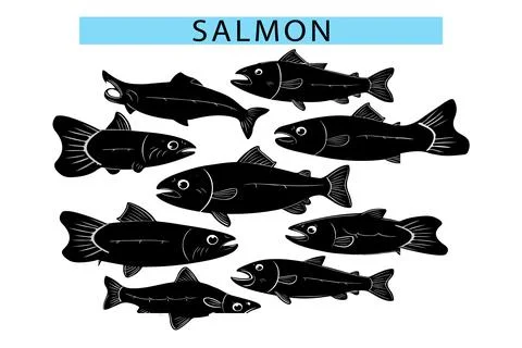 Cute Salmon vector graphics, Salmon silhouette drawing illustration Stock-Illustration
