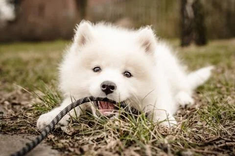 Cute Samoyed puppy laying on the ground and biting her leash Stock Photos