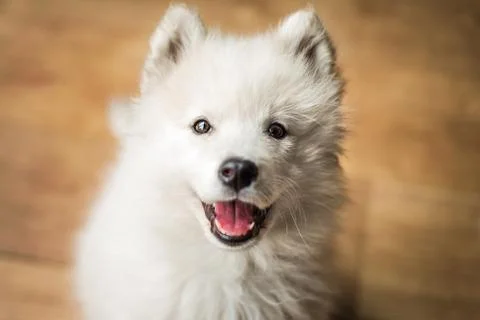 Cute Samoyed puppy looking up at the camera Stock Photos