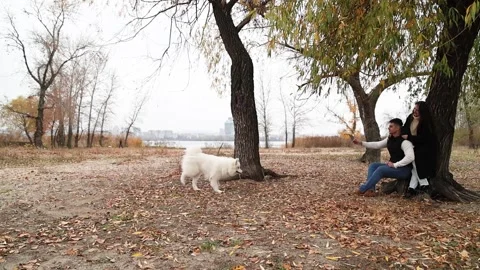 A cute Samoyed runs towards a young couple on a walk along the river bank Stock Footage 322657993