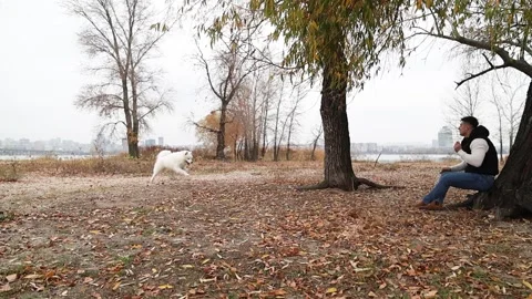 A cute Samoyed runs towards a young man on a walk along the river bank Stock Footage 322658000