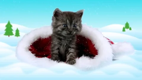 Cute Santa kitten looking around and up to the snowfall Stock Footage 69283872