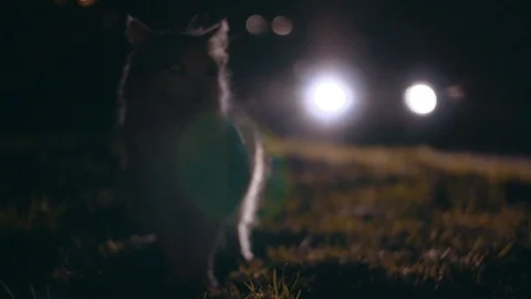 Cute scared cat sitting on green grass, looking around. Pet animal. Beautiful Stock Footage 91111102
