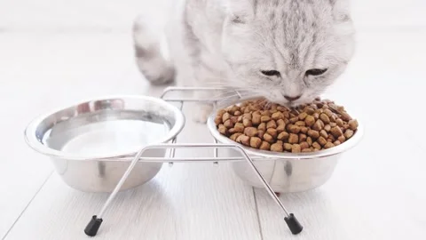 A cute Scottish cat has a dry cat food for breakfast. Stock Footage 291740664