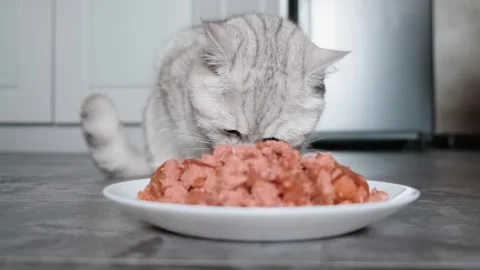 A cute Scottish cat has a dry cat food for breakfast. Vídeos de archivo 291742483