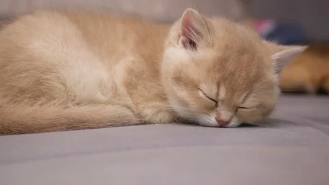 Cute Scottish cat kitten sleeping, close up. Scottish Straight kitten resting Stock Footage 146812443