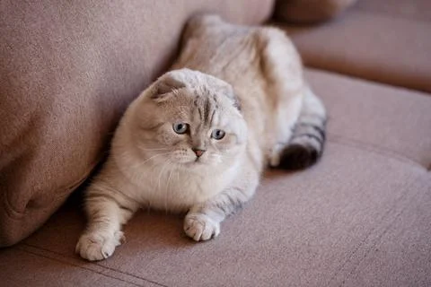 Cute Scottish cat is lying on the couch and looking away. Stock Photos