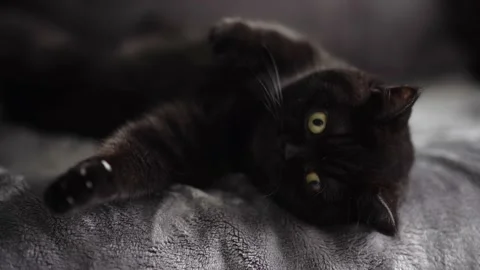 Cute Scottish cat playfully lies on the couch and looks at the camera, close-up Stock Footage 138930256