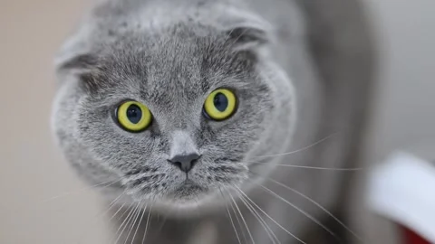 Cute Scottish Fold cat in 4K, staring in surprise with big yellow eyes Stock Footage 310016647