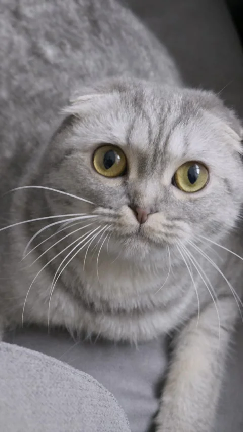 Cute Scottish Fold Cat with Big Yellow Eyes Looking Up Stock Footage 325338225