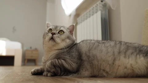 Cute Scottish Fold cat with big yellow eyes lying on the floor indoors Stock Footage 339207899