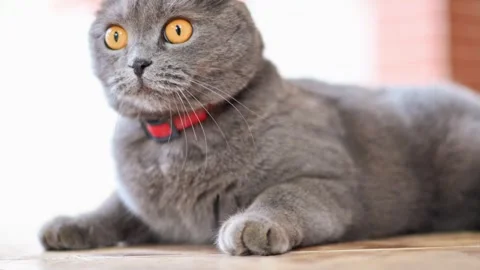 Cute Scottish Fold cat with bright orange eyes lying down on wooden floor i.. Stock Footage 339663122